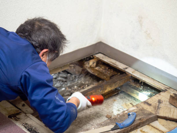 Best Mold Remediation for Specific Building Types in South River, NJ