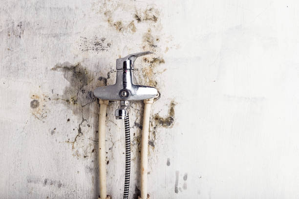 Best Localized Mold Remediation (e.g., coastal areas, humid climates) in South River, NJ