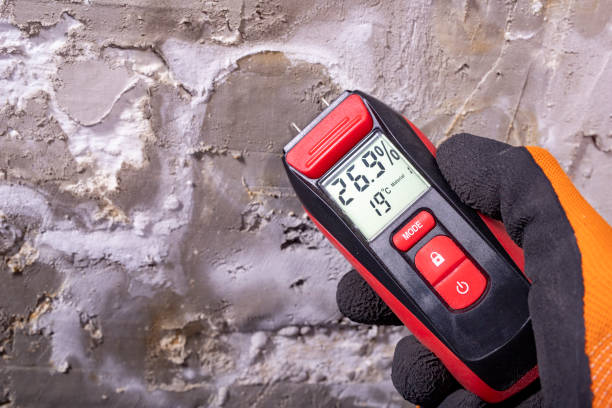 Best Kitchen Mold Remediation in South River, NJ