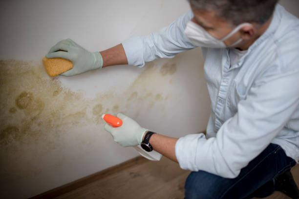Best Attic Mold Remediation in South River, NJ